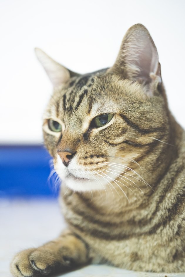 115 Powerful Cat Names for Your Fearless Feline