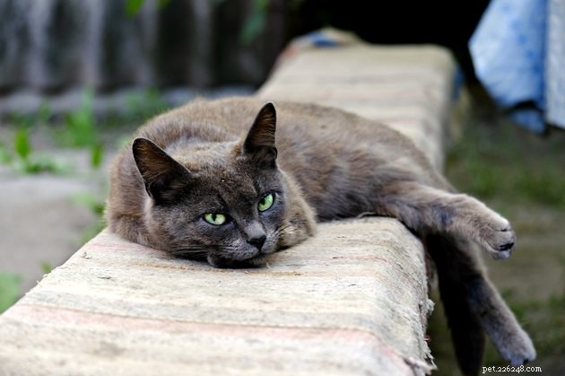 115 Powerful Cat Names for Your Fearless Feline