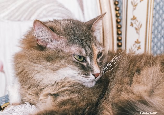115 Powerful Cat Names for Your Fearless Feline