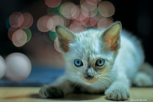 100 Perfect Names for Blue‑Eyed Cats