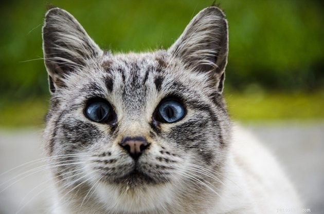 100 Perfect Names for Blue‑Eyed Cats