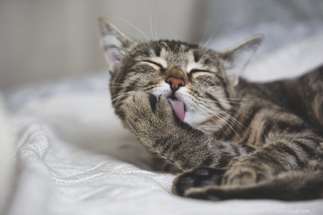 143 Creative Names for Striped Cats