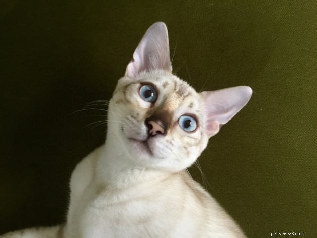 100 Perfect Names for Blue‑Eyed Cats