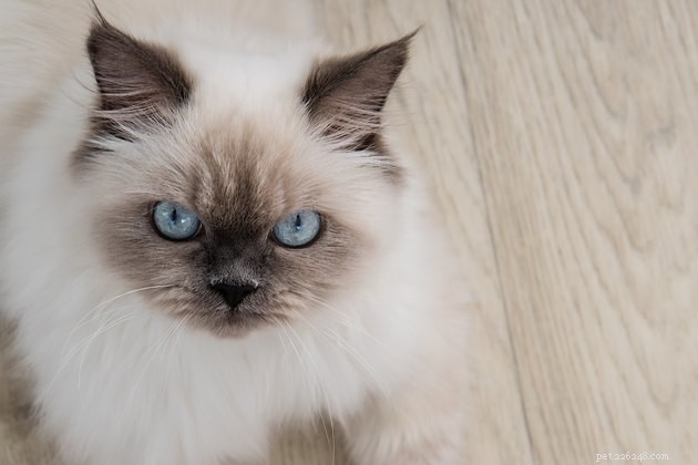 100 Perfect Names for Blue‑Eyed Cats