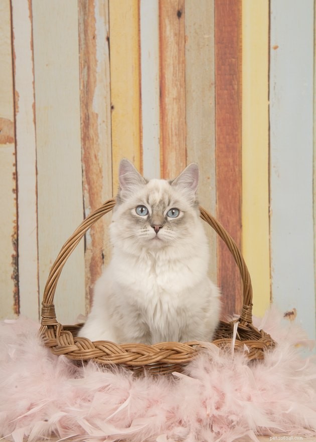 100 Perfect Names for Blue‑Eyed Cats