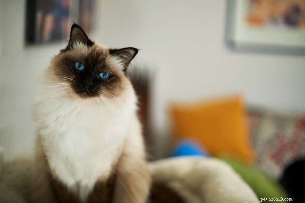 100 Perfect Names for Blue‑Eyed Cats