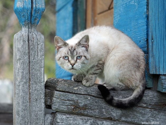 100 Perfect Names for Blue‑Eyed Cats