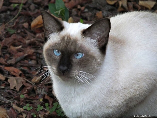 100 Perfect Names for Blue‑Eyed Cats
