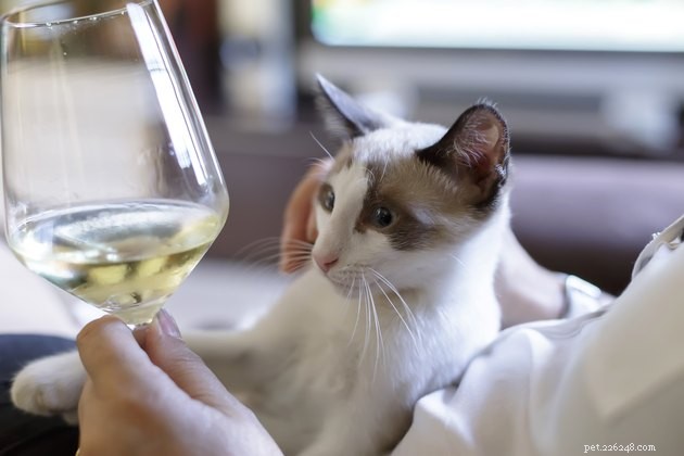 107 Italian Cat Names: Charming, Authentic, and Perfect for Your Feline Companion