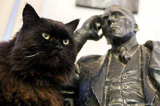 121 Russian Cat Names: Classic & Modern Choices for Your Feline Friend