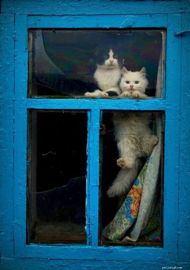 121 Russian Cat Names: Classic & Modern Choices for Your Feline Friend