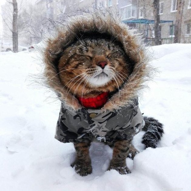 121 Russian Cat Names: Classic & Modern Choices for Your Feline Friend