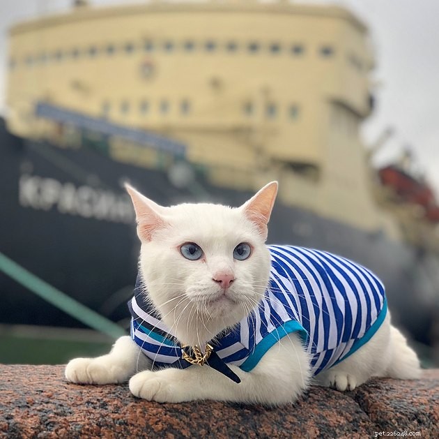 121 Russian Cat Names: Classic & Modern Choices for Your Feline Friend