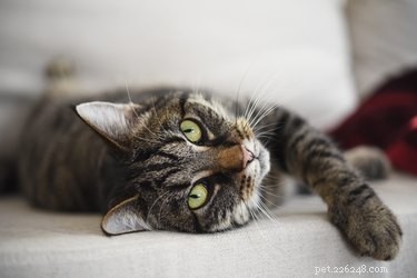 Discover 100 Charming Names for Your Tabby Cat