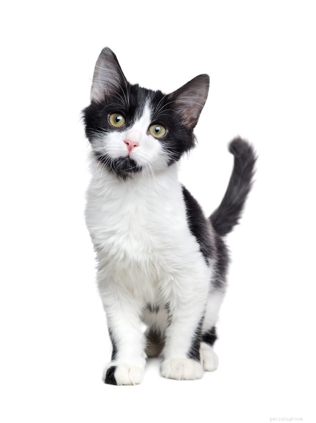 108 Charming Names for Black & White Cats – Find the Perfect Fit