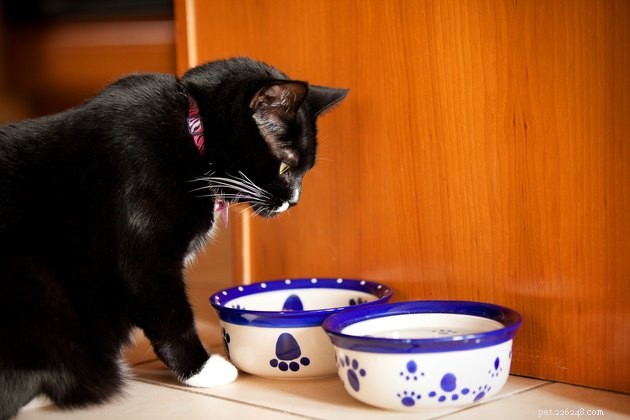 108 Charming Names for Black & White Cats – Find the Perfect Fit