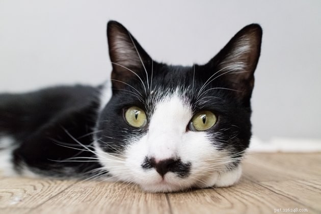 108 Charming Names for Black & White Cats – Find the Perfect Fit