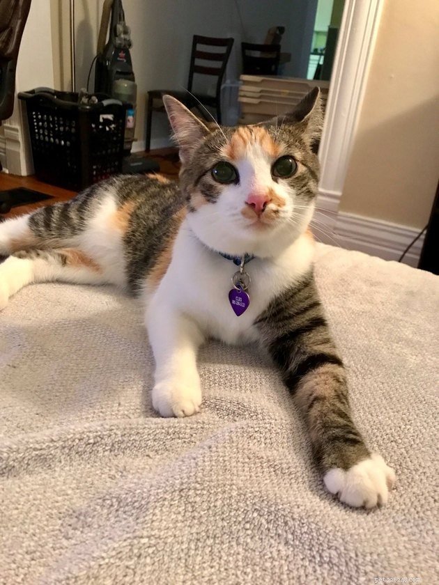 160 Perfect Names for Your Calico Cat