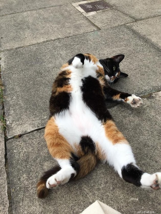 160 Perfect Names for Your Calico Cat