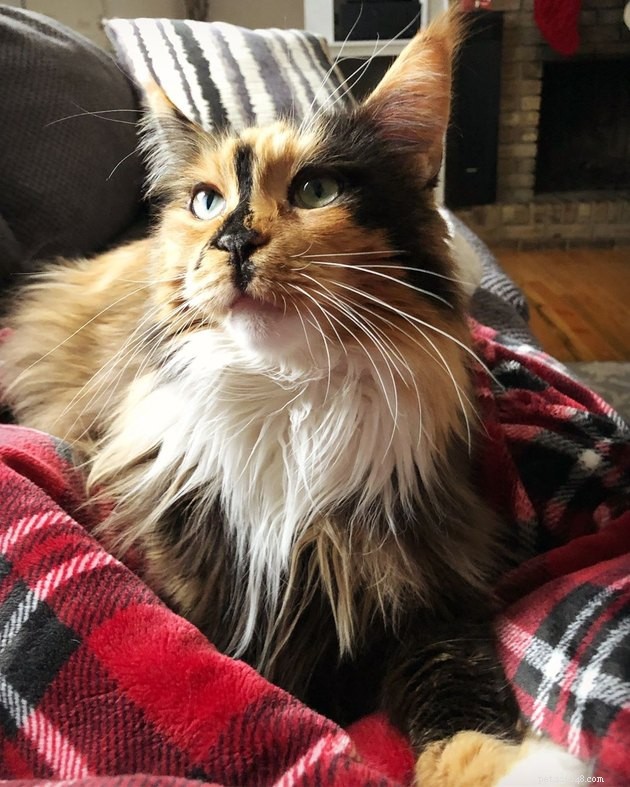 160 Perfect Names for Your Calico Cat