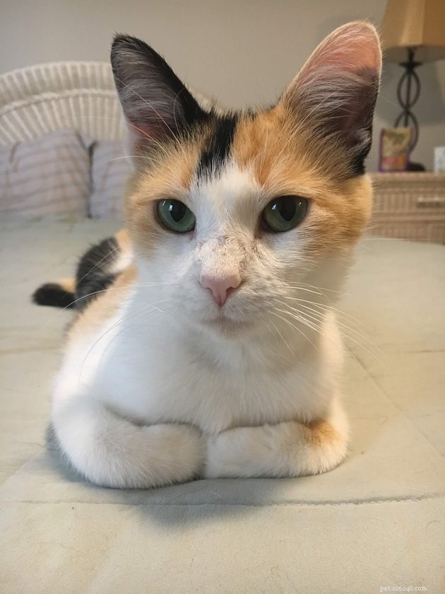 160 Perfect Names for Your Calico Cat