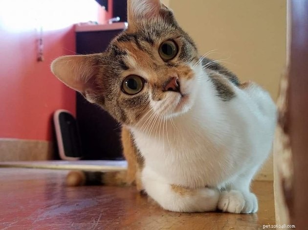 160 Perfect Names for Your Calico Cat