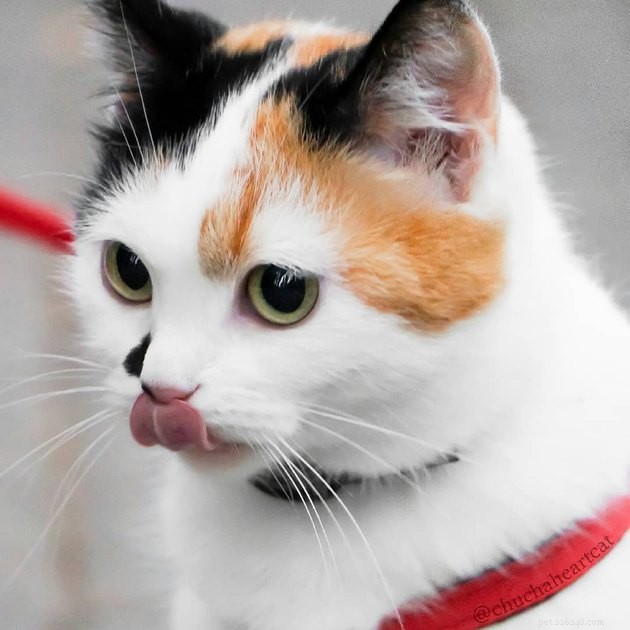 160 Perfect Names for Your Calico Cat