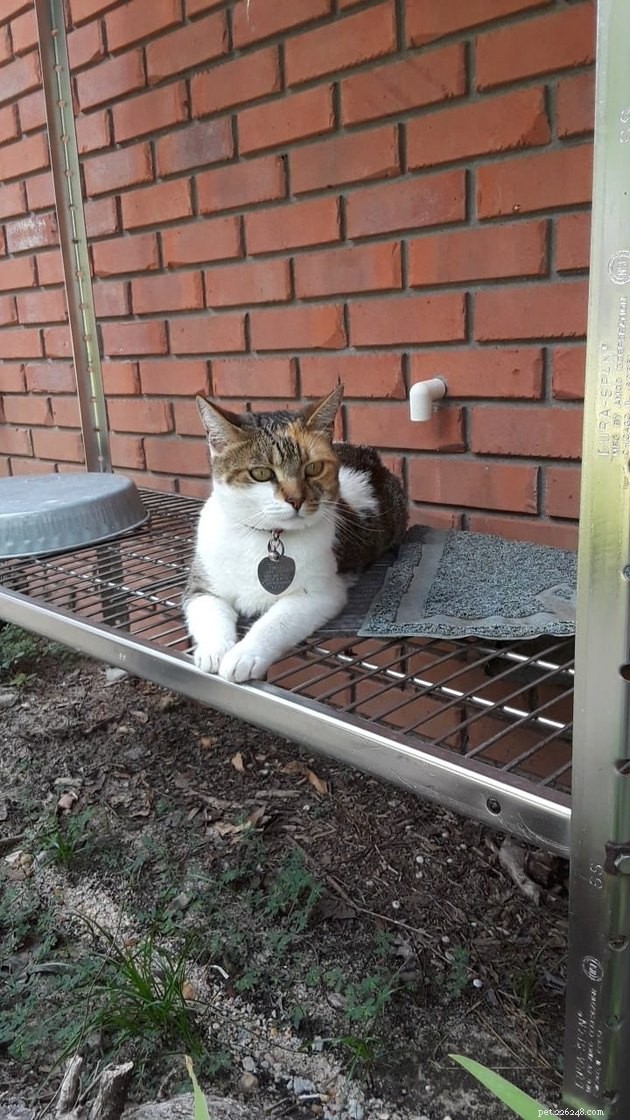 160 Perfect Names for Your Calico Cat