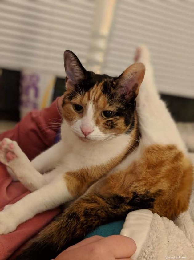 160 Perfect Names for Your Calico Cat