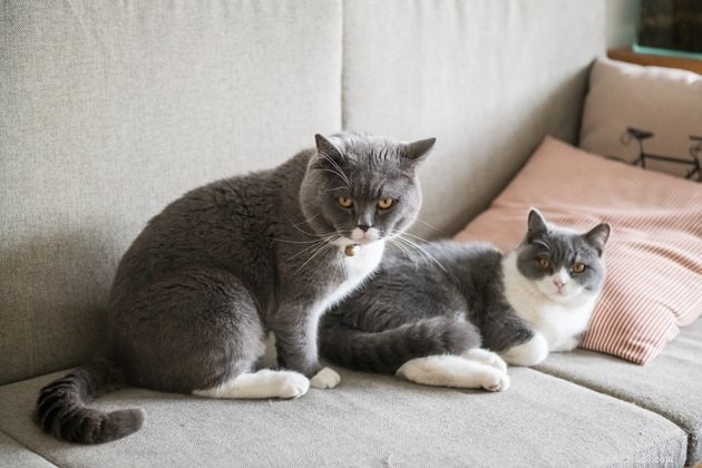 105 Distinctively Unique Cat Names to Make Your Feline Stand Out
