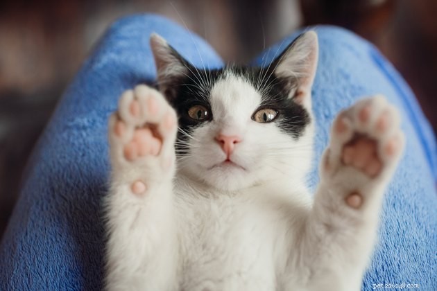 105 Distinctively Unique Cat Names to Make Your Feline Stand Out
