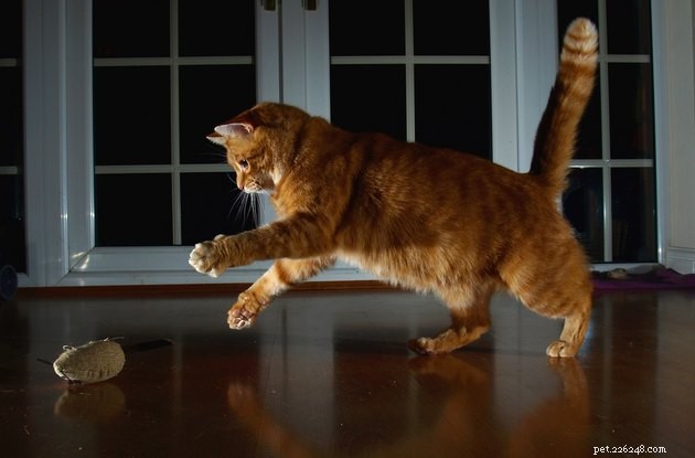 105 Distinctively Unique Cat Names to Make Your Feline Stand Out