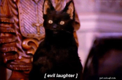 130 Iconic Pop Culture Cat Names That Make Your Feline Stand Out
