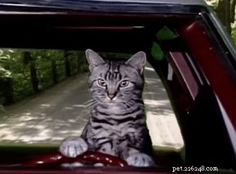 130 Iconic Pop Culture Cat Names That Make Your Feline Stand Out