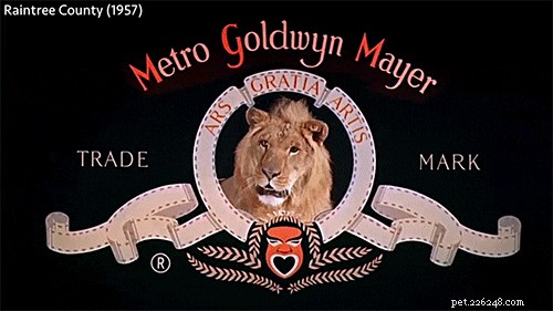 130 Iconic Pop Culture Cat Names That Make Your Feline Stand Out