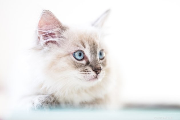 310 Elegant & Creative Names for White Cats – Find the Perfect Match for Your Fluffy Companion
