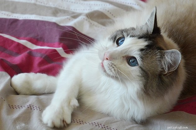212 Elegant French Cat Names to Charm Your Feline Friend