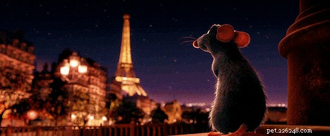 212 Elegant French Cat Names to Charm Your Feline Friend