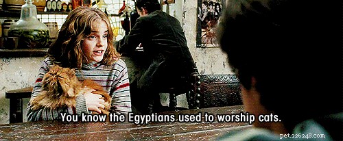 304 Creative & Charming Names for Your Orange Cat