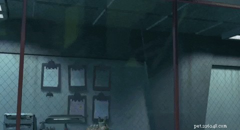 834 Unique Cat Names to Perfectly Name Your Feline