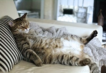 300 Grand Names for Your Giant Cat