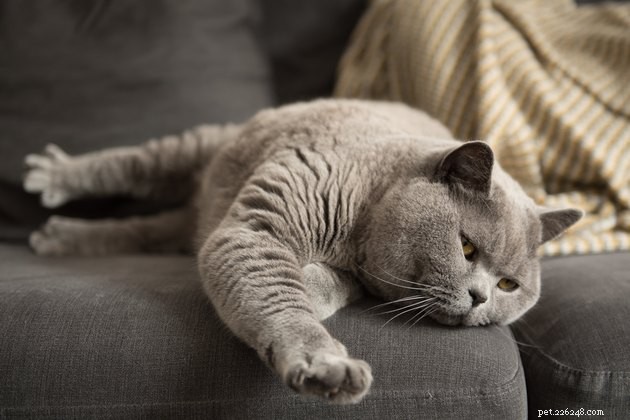 300 Grand Names for Your Giant Cat