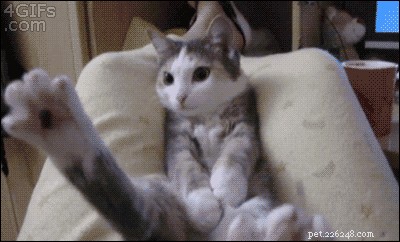 300 Elegant Names for Female Cats – A Complete Guide