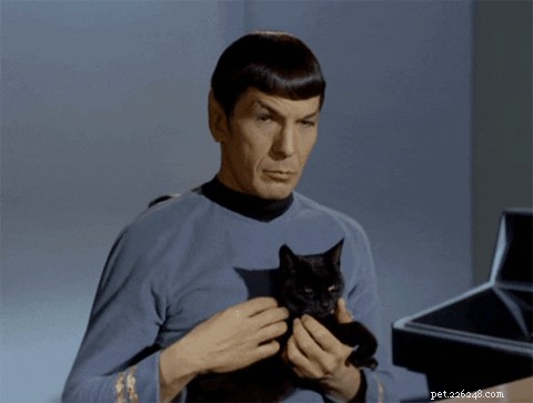 300 Elegant Names for Female Cats – A Complete Guide