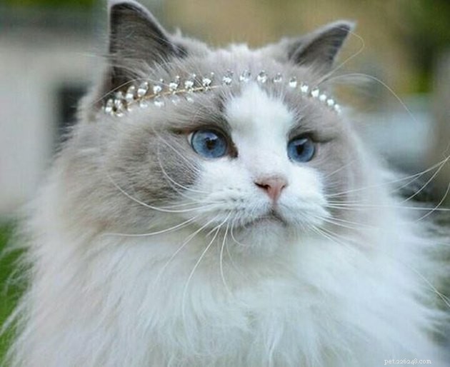 300 Elegant Names for Female Cats – A Complete Guide