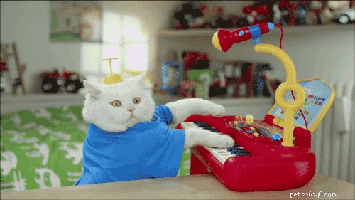 300 Elegant Names for Female Cats – A Complete Guide