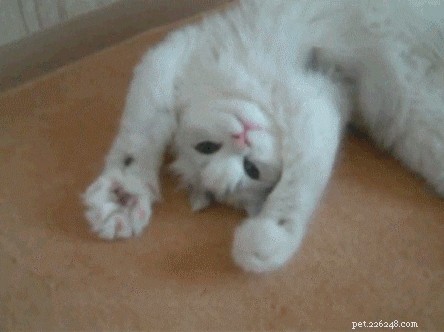 300 Elegant Names for Female Cats – A Complete Guide
