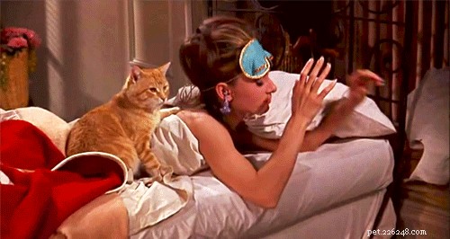 300 Elegant Names for Female Cats – A Complete Guide