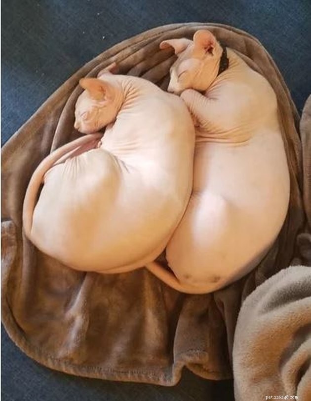 145 Elegant Names for Your Hairless Cat