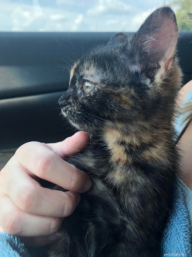 140 Unique Tortoiseshell Cat Names: From Classic to Creative